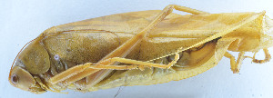  ( - 201602-5G)  @12 [ ] CreativeCommons - Attribution (2010) Zhi-Jun Zhou Centre for Biodiversity Genomics