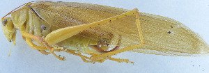  ( - 201603-1C)  @13 [ ] CreativeCommons - Attribution (2010) Zhi-Jun Zhou Centre for Biodiversity Genomics