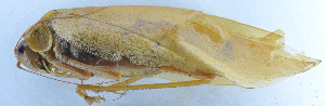 ( - 201603-1G)  @12 [ ] CreativeCommons - Attribution (2010) Zhi-Jun Zhou Centre for Biodiversity Genomics