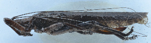  ( - 201603-1H)  @11 [ ] CreativeCommons - Attribution (2010) Zhi-Jun Zhou Centre for Biodiversity Genomics