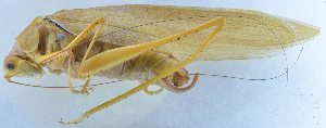  ( - 201603-4C)  @13 [ ] CreativeCommons - Attribution (2010) Zhi-Jun Zhou Centre for Biodiversity Genomics