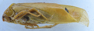  ( - 201603-5G)  @12 [ ] CreativeCommons - Attribution (2010) Zhi-Jun Zhou Centre for Biodiversity Genomics
