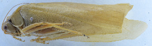  ( - 201603-6G)  @12 [ ] CreativeCommons - Attribution (2010) Zhi-Jun Zhou Centre for Biodiversity Genomics