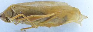  ( - 201603-7G)  @12 [ ] CreativeCommons - Attribution (2010) Zhi-Jun Zhou Centre for Biodiversity Genomics