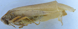 ( - 201603-8G)  @12 [ ] CreativeCommons - Attribution (2010) Zhi-Jun Zhou Centre for Biodiversity Genomics