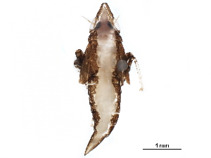  ( - BIOUG07956-A09)  @11 [ ] CreativeCommons - Attribution (2017) CBG Photography Group Centre for Biodiversity Genomics
