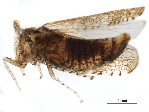  ( - BIOUG07967-C01)  @11 [ ] CreativeCommons - Attribution (2017) CBG Photography Group Centre for Biodiversity Genomics