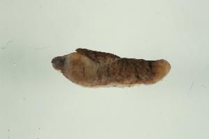  ( - 07PROBE-08265)  @13 [ ] CreativeCommons - Attribution (2010) CBG Photography Group Centre for Biodiversity Genomics