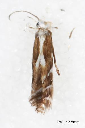  ( - CCDB-49960-F03)  @11 [ ] CC-BY-NC-SA (2025) Steven Whitebread Unspecified