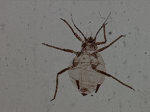  (Rhopalosiphum enigmae - CNC#HEM049321)  @12 [ ] CreativeCommons - Attribution (2008) CBG Photography Group Centre for Biodiversity Genomics