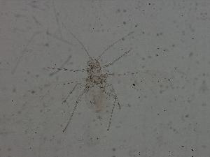  ( - CNC#HEM010046)  @12 [ ] CreativeCommons - Attribution (2008) CBG Photography Group Centre for Biodiversity Genomics