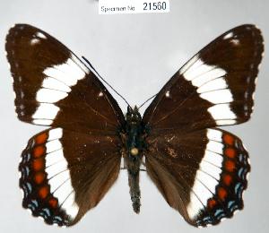  (Limenitis arthemis rubrofasciata - CSG21560 NE BC)  @15 [ ] Unspecified (default): All Rights Reserved  Unspecified Unspecified