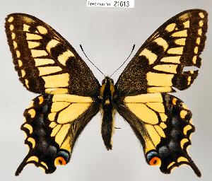  (Papilio - CSG21613 NE BC)  @16 [ ] Unspecified (default): All Rights Reserved  Unspecified Unspecified