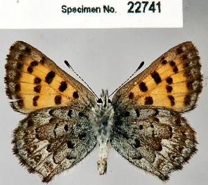  (Lycaena mariposa - CSG22741 C BC)  @14 [ ] Unspecified (default): All Rights Reserved  Unspecified Unspecified