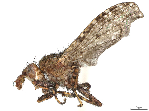  (Dictya borealis - CBG-A16468-G11)  @11 [ ] CreativeCommons - Attribution (2023) CBG Photography Group Centre for Biodiversity Genomics
