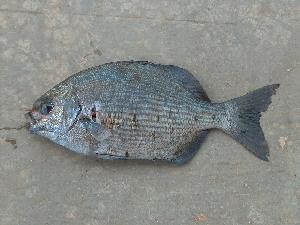  (Kyphosus elegans - JHLOW00346)  @13 [ ] Unspecified (default): All Rights Reserved  Unspecified Unspecified