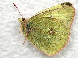  (Colias eriphyle - 610NK-2733.2)  @14 [ ] Unspecified (default): All Rights Reserved  Unspecified Unspecified