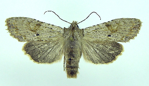  ( - DH006136)  @13 [ ] CreativeCommons - Attribution (2010) CBG Photography Group Centre for Biodiversity Genomics