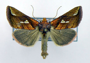 ( - DH004813)  @14 [ ] CreativeCommons - Attribution (2010) CBG Photography Group Centre for Biodiversity Genomics