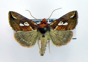  ( - DH006648)  @14 [ ] CreativeCommons - Attribution (2010) CBG Photography Group Centre for Biodiversity Genomics