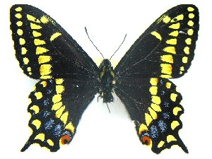  (Papilio brevicauda - DH010968)  @14 [ ] CreativeCommons - Attribution (2010) CBG Photography Group Centre for Biodiversity Genomics