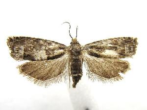  ( - MDH002571)  @13 [ ] CreativeCommons - Attribution (2010) CBG Photography Group Centre for Biodiversity Genomics