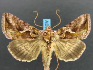  (Autographa rubidus - DH012469)  @14 [ ] Unspecified (default): All Rights Reserved  Unspecified Unspecified
