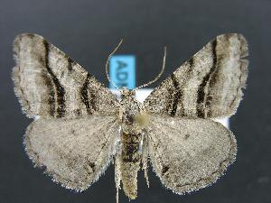  (Digrammia orillata - DH012753)  @14 [ ] Unspecified (default): All Rights Reserved  Unspecified Unspecified