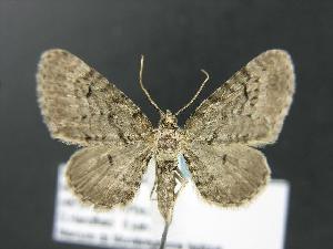  (Eupithecia satyrata dodata - DH012809)  @13 [ ] Unspecified (default): All Rights Reserved  Unspecified Unspecified