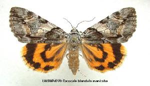  (Catocala blandula - UASM24720)  @14 [ ] Unspecified (default): All Rights Reserved  Unspecified Unspecified