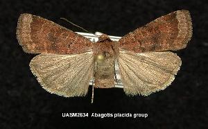  (Abagrotis placida - UASM2634)  @15 [ ] Unspecified (default): All Rights Reserved  Unspecified Unspecified