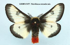  (Hemileuca nevadensis - UASM41471)  @14 [ ] Unspecified (default): All Rights Reserved  Unspecified Unspecified