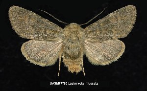  (Lasionycta silacea - UASM77790)  @14 [ ] Unspecified (default): All Rights Reserved  Unspecified Unspecified