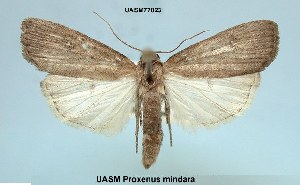  (Proxenus mindara - UASM77823)  @14 [ ] Unspecified (default): All Rights Reserved  Unspecified Unspecified