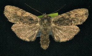  ( - CNCNoctuoidea6343)  @13 [ ] Unspecified (default): All Rights Reserved  Unspecified Unspecified