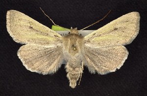  (Copablepharon viridisparsa ravum - CNCNoctuoidea6388)  @14 [ ] Unspecified (default): All Rights Reserved  Unspecified Unspecified