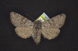 (Lasionycta fergusoni - CNCNoctuoidea6446)  @14 [ ] Unspecified (default): All Rights Reserved  Unspecified Unspecified