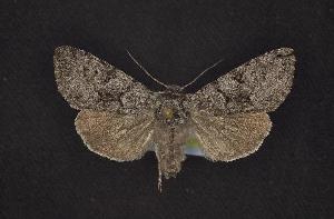  (Lasionycta fergusoni - CNCNoctuoidea6448)  @14 [ ] Unspecified (default): All Rights Reserved  Unspecified Unspecified