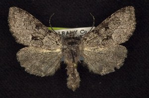  (Lasionycta conjugata - CNCNoctuoidea6450)  @14 [ ] Unspecified (default): All Rights Reserved  Unspecified Unspecified