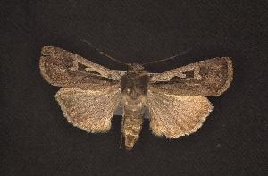 (Euxoa nr. idahoensis sp. 2 black - CNCNoctuoidea6515)  @13 [ ] Unspecified (default): All Rights Reserved  Unspecified Unspecified