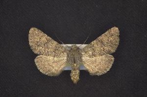  (Lasionycta sierra - CNCNoctuoidea6567)  @13 [ ] Unspecified (default): All Rights Reserved  Unspecified Unspecified