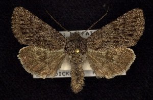  (Lasionycta benjamini - CNCNoctuoidea6606)  @14 [ ] Unspecified (default): All Rights Reserved  Unspecified Unspecified