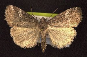  (Anterastria teratophora - CNCNoctuoidea6648)  @14 [ ] Unspecified (default): All Rights Reserved  Unspecified Unspecified