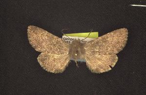  (Lasionycta sp. yellow - CNCNoctuoidea6727)  @12 [ ] Unspecified (default): All Rights Reserved  Unspecified Unspecified