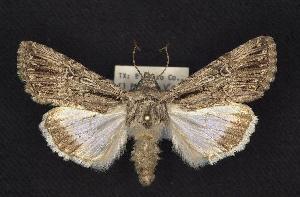  (Sympistis lachrymosa - CNCNoctuoidea6761)  @14 [ ] Unspecified (default): All Rights Reserved  Unspecified Unspecified