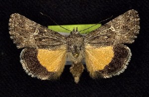  (Sympistis mirificalis - CNCNoctuoidea6782)  @13 [ ] Unspecified (default): All Rights Reserved  Unspecified Unspecified