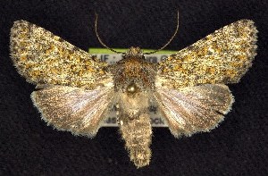  (Sympistis wilsonensis - CNCNoctuoidea7440)  @15 [ ] Unspecified (default): All Rights Reserved  Unspecified Unspecified