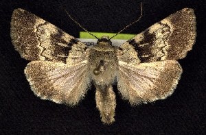  (Sympistis extremis - CNCNoctuoidea7473)  @15 [ ] Unspecified (default): All Rights Reserved  Unspecified Unspecified