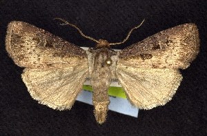  (Agrotis vancouverensis - CNCNoctuoidea7570)  @15 [ ] Unspecified (default): All Rights Reserved  Unspecified Unspecified