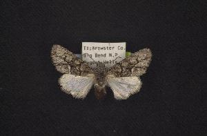  (Oxycnemis grandimacula - CNCNoctuoidea7656)  @14 [ ] Unspecified (default): All Rights Reserved  Unspecified Unspecified